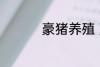 豪猪养殖 豪猪养殖介绍