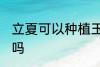 立夏可以种植玉米吗 立夏能种植玉米吗