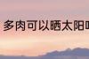 多肉可以晒太阳吗 多肉能不能晒太阳