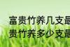 富贵竹养几支最旺运办公室 办公室富贵竹养多少支最旺运