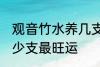 观音竹水养几支最旺运 观音竹水养多少支最旺运