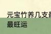 元宝竹养几支最旺运 元宝竹养多少支最旺运