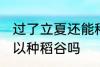过了立夏还能种稻谷吗 过了立夏还可以种稻谷吗