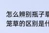 怎么辨别瓶子草和猪笼草 瓶子草和猪笼草的区别是什么