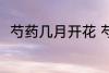 芍药几月开花 芍药什么时候开花呢