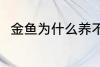 金鱼为什么养不活 金鱼为何养不活