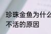 珍珠金鱼为什么总养不活 珍珠金鱼养不活的原因