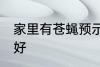家里有苍蝇预示什么 家里有苍蝇好不好