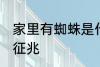 家里有蜘蛛是什么征兆 家里有蜘蛛的征兆