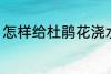 怎样给杜鹃花浇水 如何给杜鹃花浇水