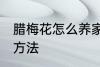 腊梅花怎么养家庭养法 腊梅花的养殖方法