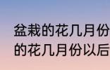 盆栽的花几月份以后换土比较好 盆栽的花几月份以后换土好