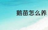 鹅苗怎么养 鹅苗饲养方法