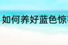 如何养好蓝色惊喜 怎么养好蓝色惊喜