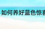 如何养好蓝色惊喜 怎么养好蓝色惊喜