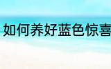 如何养好蓝色惊喜 怎么养好蓝色惊喜
