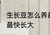 生长豆怎么养最快长大 生长豆如何养最快长大