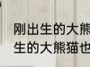 刚出生的大熊猫也是黑白相间吗 刚出生的大熊猫也是不是黑白相间