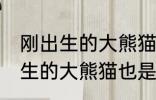刚出生的大熊猫也是黑白相间吗 刚出生的大熊猫也是不是黑白相间