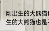 刚出生的大熊猫也是黑白相间吗 刚出生的大熊猫也是不是黑白相间