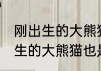 刚出生的大熊猫也是黑白相间吗 刚出生的大熊猫也是不是黑白相间