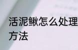 活泥鳅怎么处理干净 活泥鳅处理干净方法