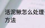 活泥鳅怎么处理干净 活泥鳅处理干净方法