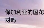 保加利亚的国花 保加利亚国花是玫瑰对吗