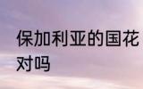 保加利亚的国花 保加利亚国花是玫瑰对吗
