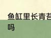 鱼缸里长青苔好不好 鱼缸里长青苔好吗
