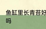 鱼缸里长青苔好不好 鱼缸里长青苔好吗