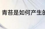 青苔是如何产生的 苔藓是怎么形成的
