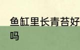 鱼缸里长青苔好不好 鱼缸里长青苔好吗