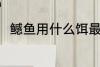 鳡鱼用什么饵最好 钓鳡鱼用什么饵