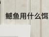 鳡鱼用什么饵最好 钓鳡鱼用什么饵