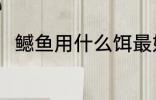 鳡鱼用什么饵最好 钓鳡鱼用什么饵