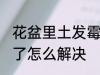 花盆里土发霉了怎么办 花盆里土发霉了怎么解决