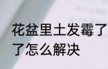 花盆里土发霉了怎么办 花盆里土发霉了怎么解决