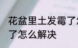 花盆里土发霉了怎么办 花盆里土发霉了怎么解决